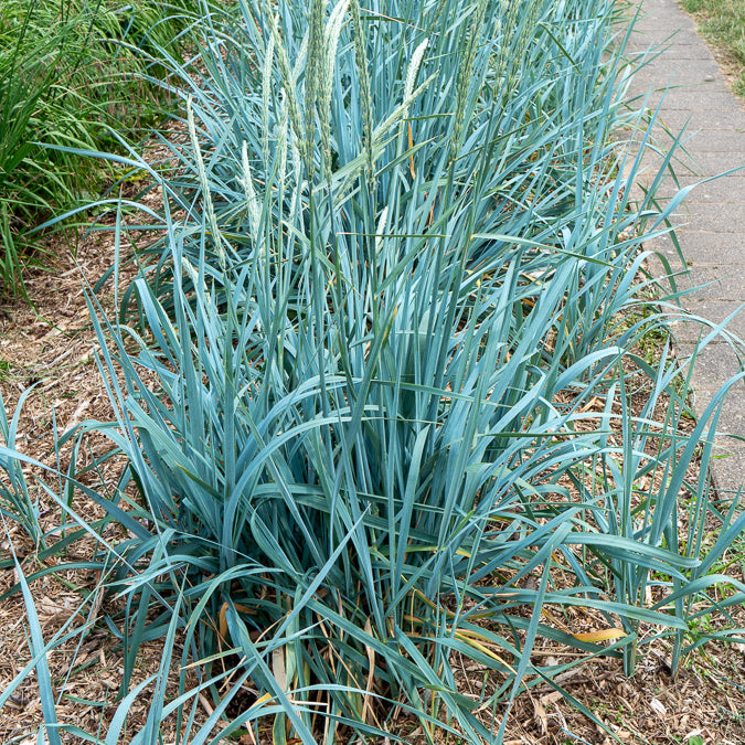 Siergrassen - Strandhaver - Leymus arenarius