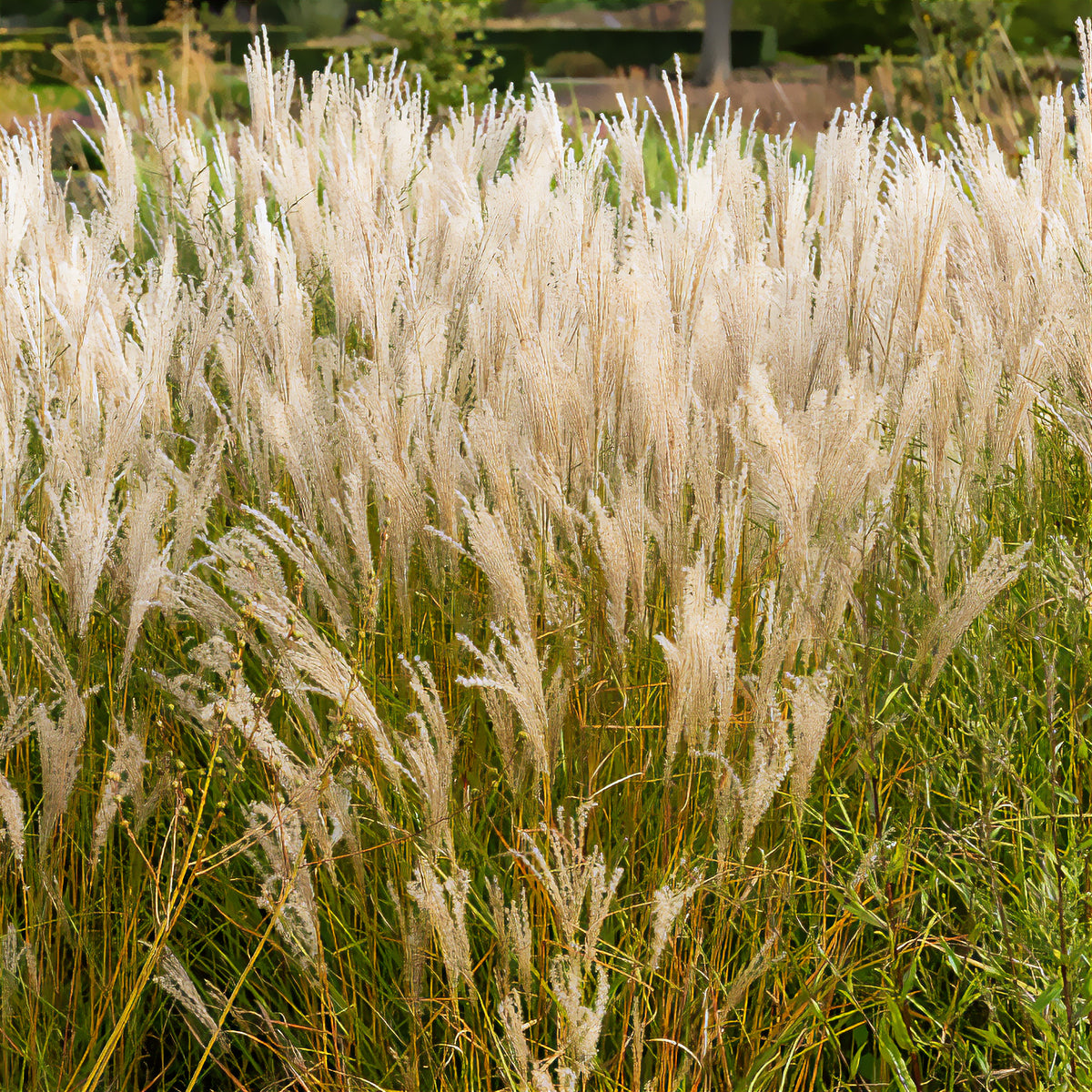 Prachtriet 'Kleine Fontäne' - Miscanthus sinensis kleine fontäne - Willemse