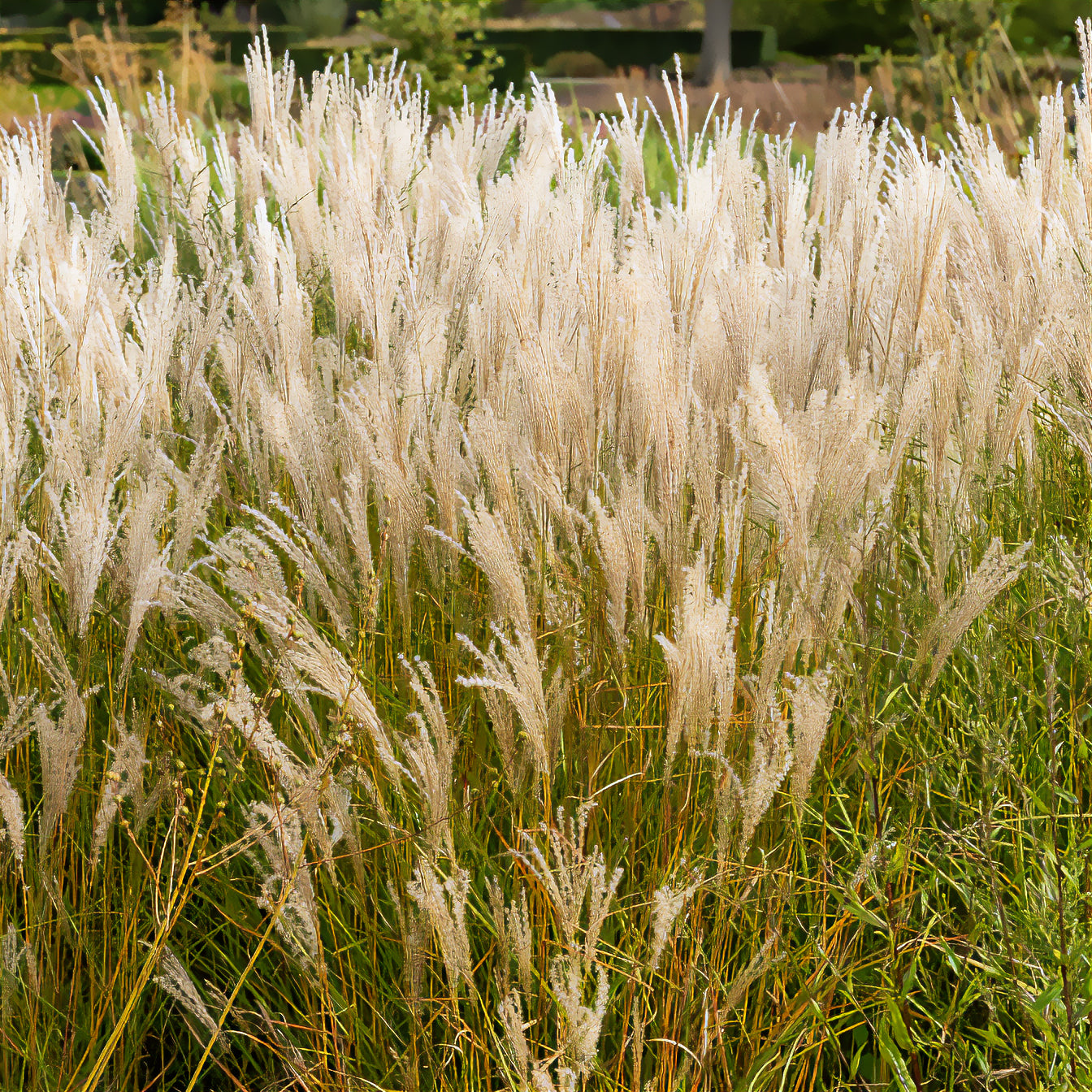 Prachtriet 'Kleine Fontäne' - Miscanthus sinensis kleine fontäne - Willemse