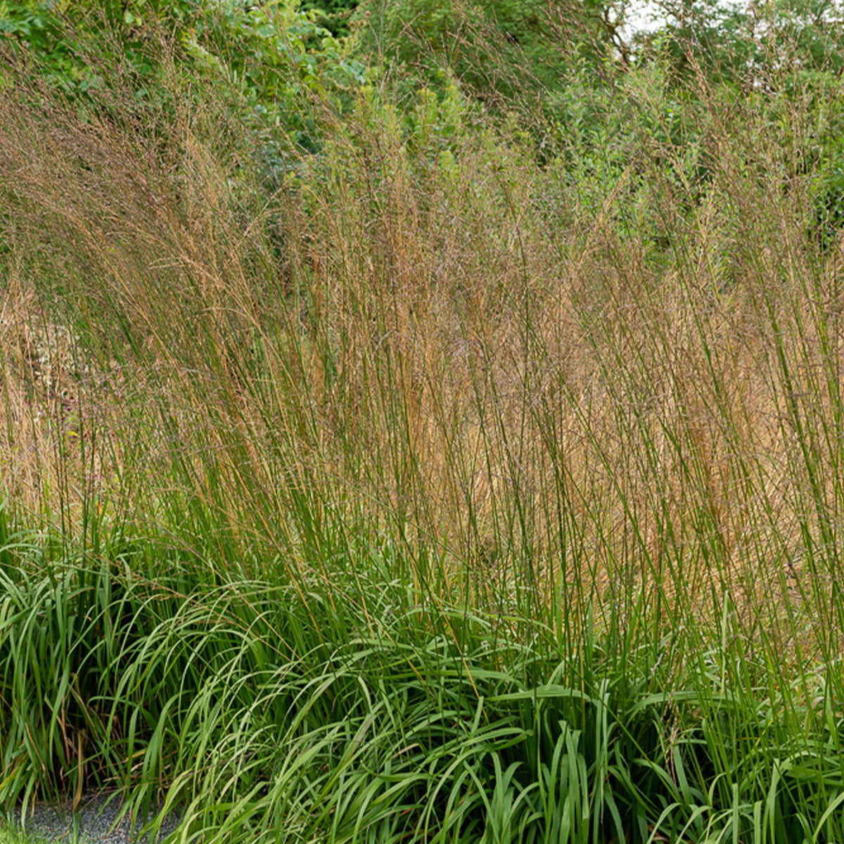 Pijpestrootje Karl Foester - Willemse