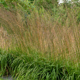 Pijpestrootje Karl Foester - Willemse