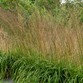 Pijpestrootje Karl Foester - Willemse