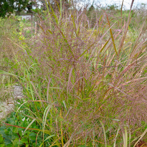 Pijpestrootje Transparent