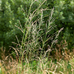 Pijpestrootje Transparent - Willemse