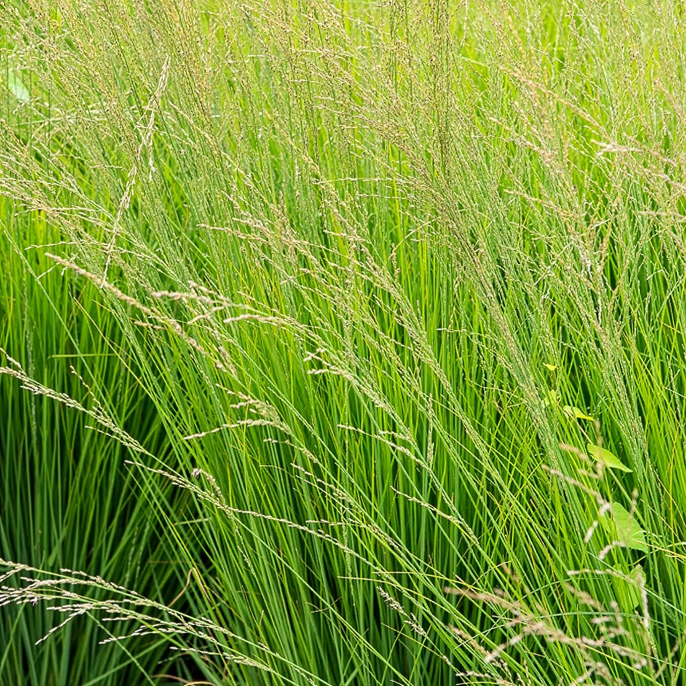 5 roze en paarse vaste planten - Molinia caerulea, Pennisetum orientale, Astrantia major, Scabiosa caucasica,Verbena bonariensis          - Willemse
