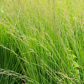 5 roze en paarse vaste planten - Molinia caerulea, Pennisetum orientale, Astrantia major, Scabiosa caucasica,Verbena bonariensis          - Willemse