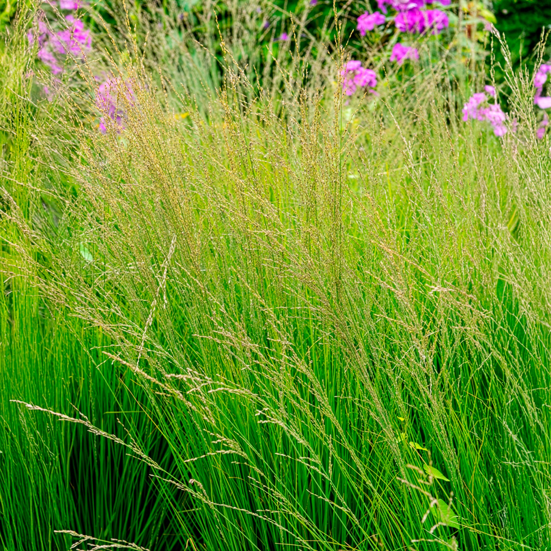 Pijpenstrootje - Pijpestrootje heidebraut - Molinia caerulea heidebraut