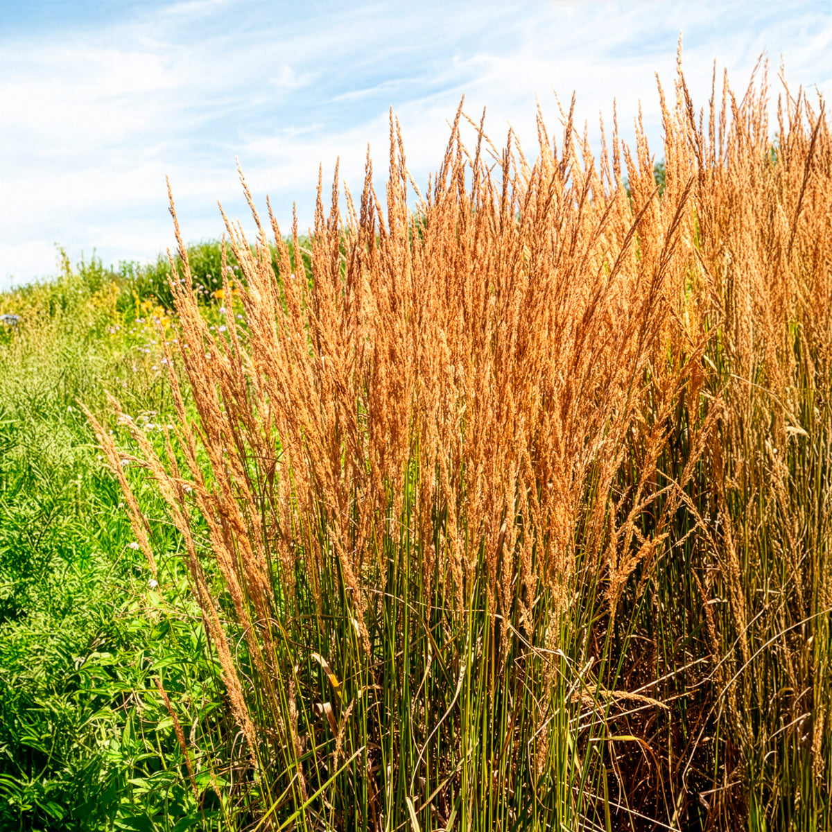 Pijpestrootje heidebraut - Molinia caerulea heidebraut - Willemse