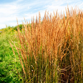 Pijpestrootje heidebraut - Molinia caerulea heidebraut - Willemse