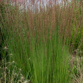 Pijpestrootje Moorhexe - Molinia caerulea Moorhexe - Willemse