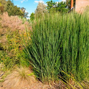 Panicum virgatum northwind - Vingergras 'Northwind' - Vingergras