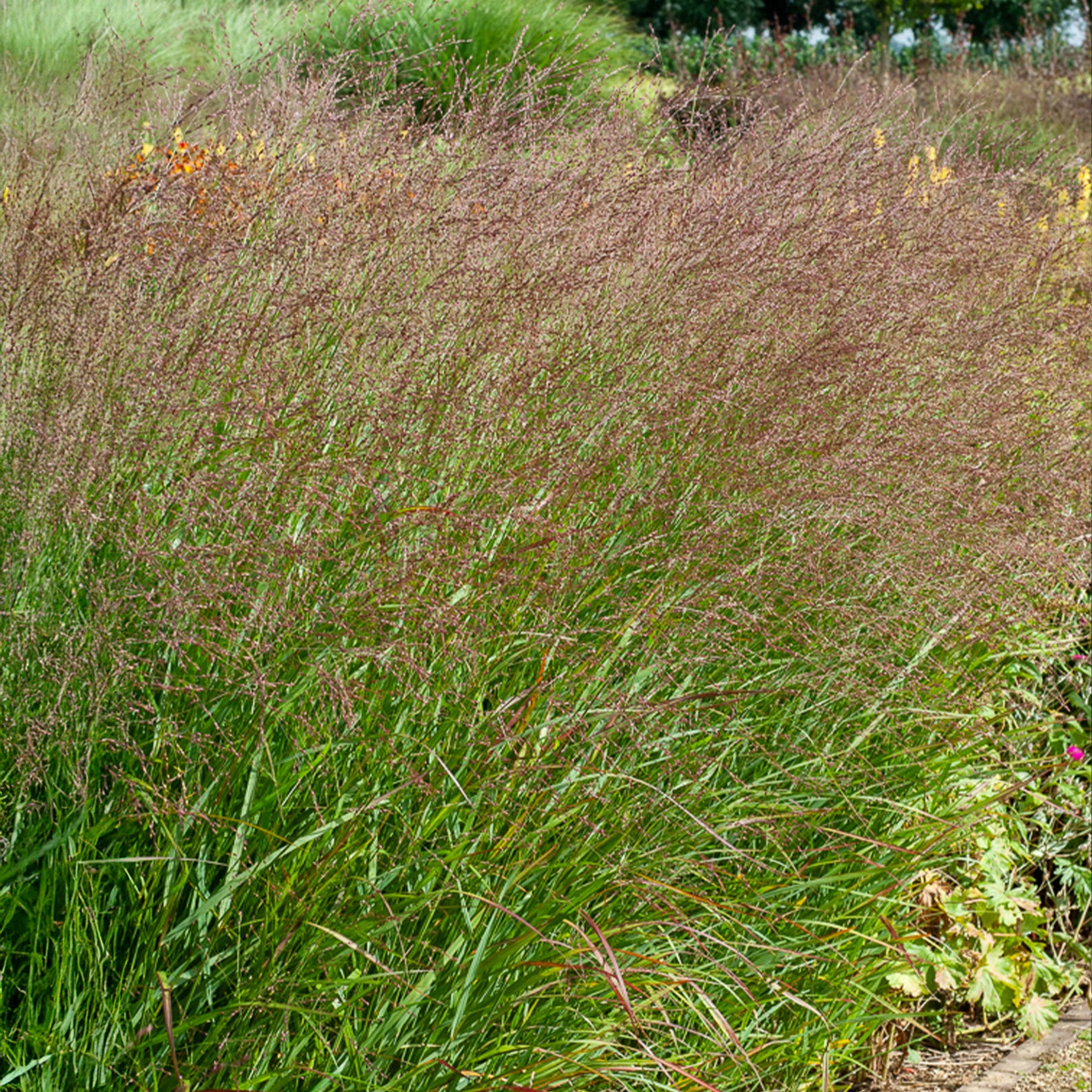 Vingergras Shenandoah - Willemse