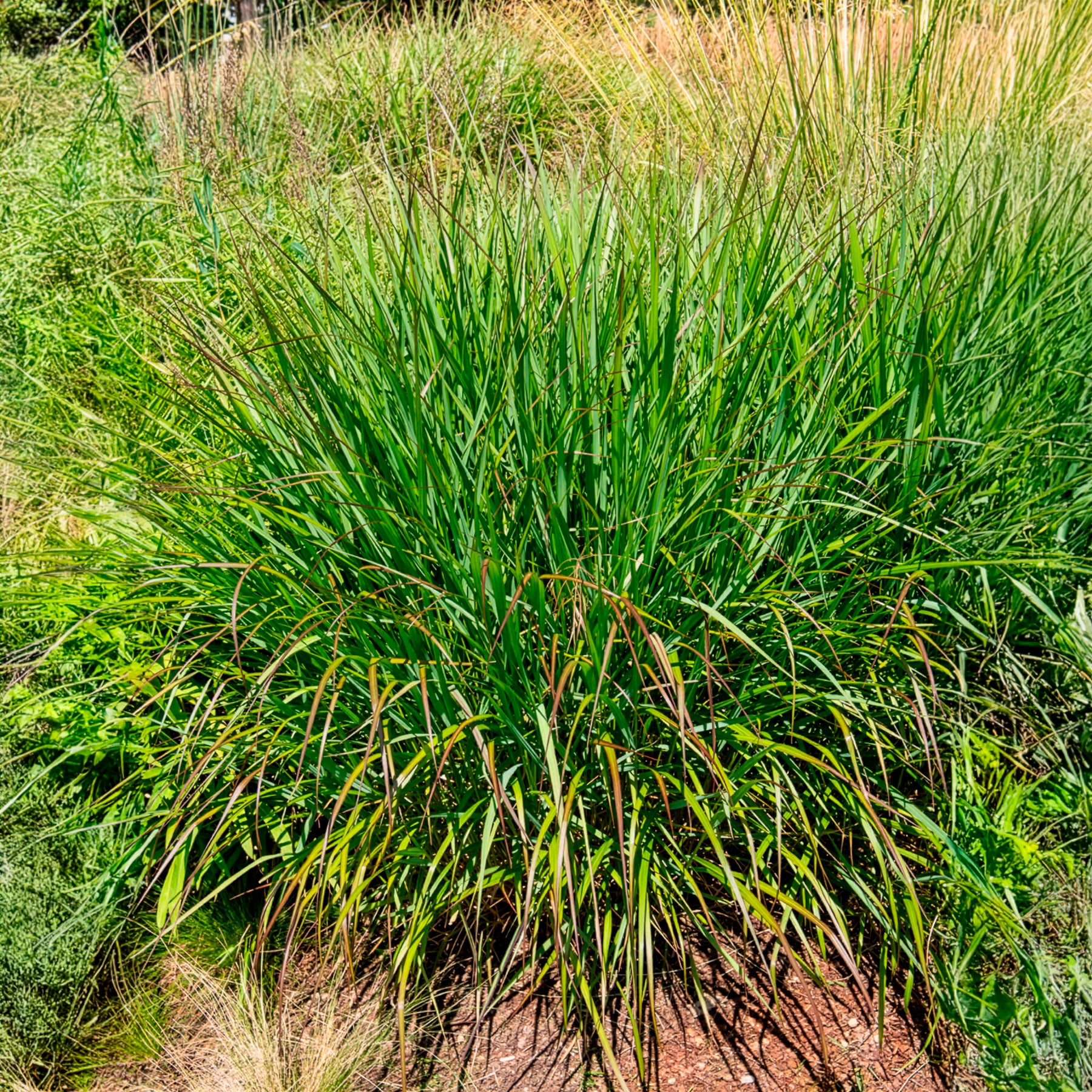Panicum virgatum Squaw - Vingergras Squaw - Vingergras