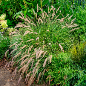 LampepoetsersgrasGelbstiel - Pennisetum alopecuroides gelbstiel - Willemse
