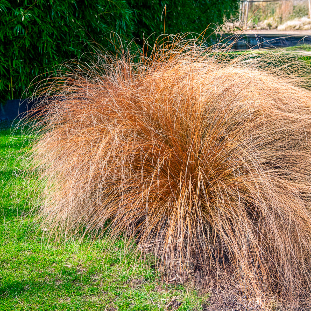 Lampenpoetsersgras 'Herbstzauber' - Pennisetum alopecuroides herbstzauber - Willemse