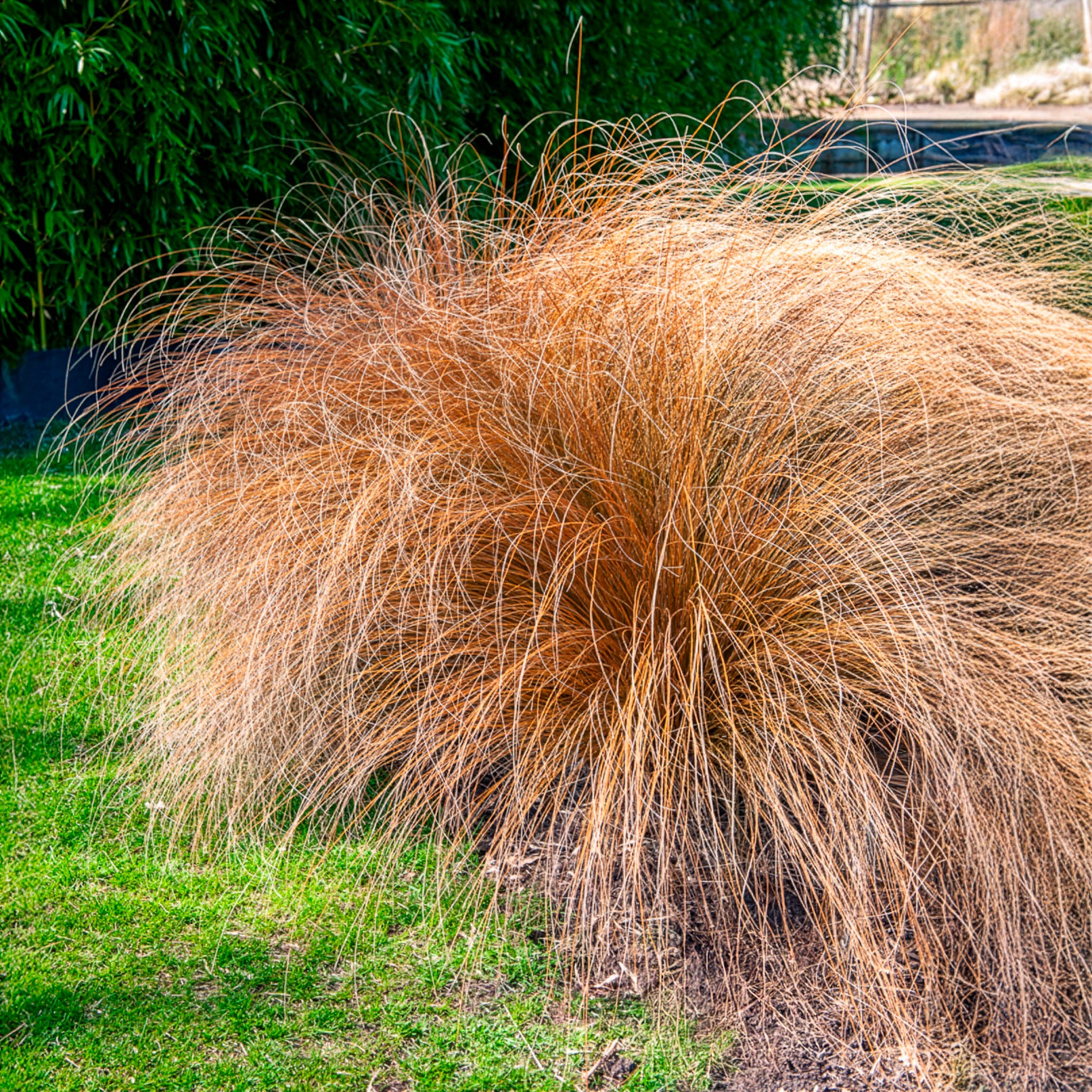 Lampenpoetsersgras 'Herbstzauber' - Pennisetum alopecuroides herbstzauber - Willemse