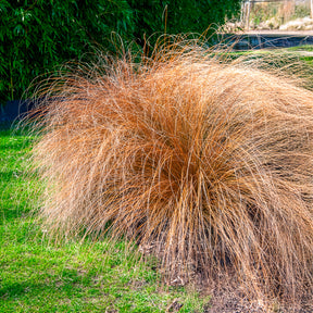 Lampenpoetsersgras 'Herbstzauber' - Pennisetum alopecuroides herbstzauber - Willemse