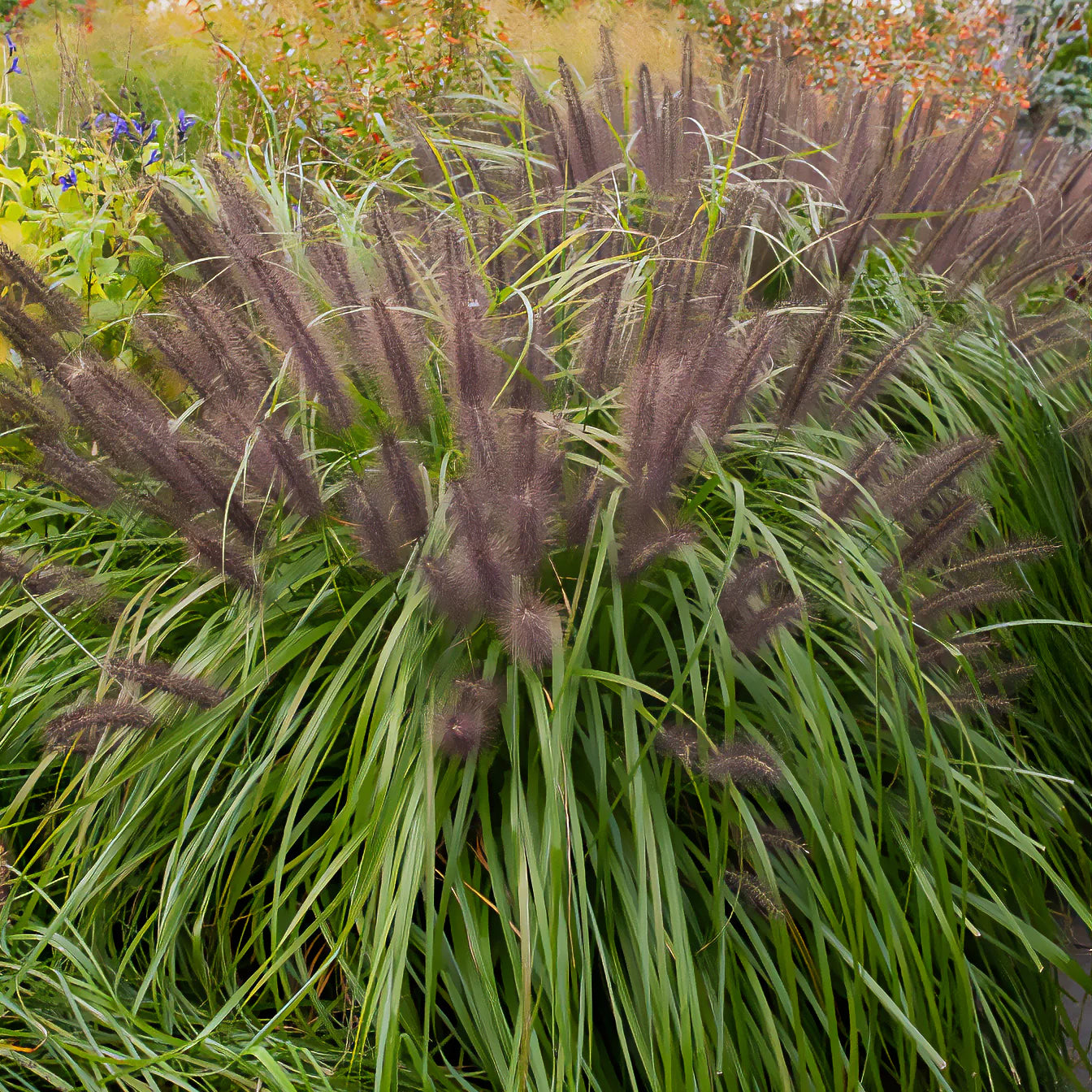 Pennisetum alopecuroides,Stipa tenuissima ,Festuca glauca - 3 siergrassen voor droge grond - Siergrassen