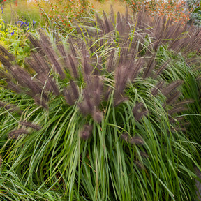 Pennisetum alopecuroides,Stipa tenuissima ,Festuca glauca - 3 siergrassen voor droge grond - Siergrassen