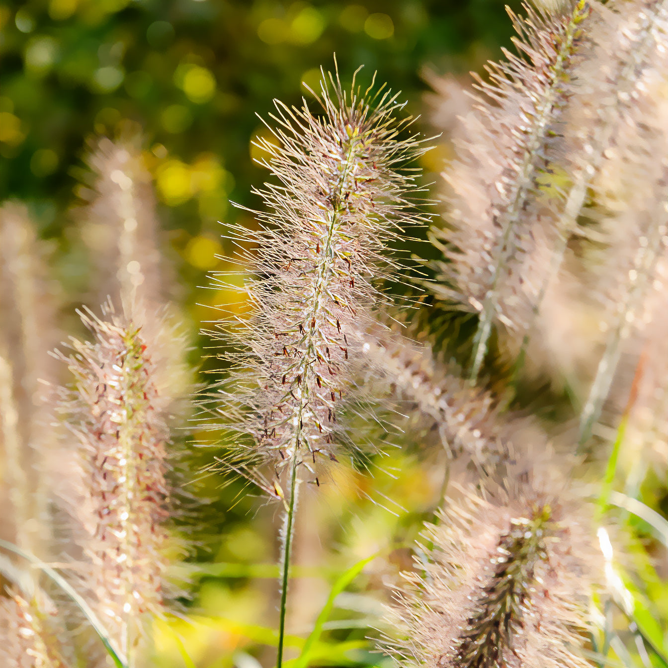Lampenpoetsersgras 'Moudry' - Pennisetum alopecuroides moudry - Willemse
