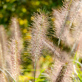 Lampenpoetsersgras 'Moudry' - Pennisetum alopecuroides moudry - Willemse