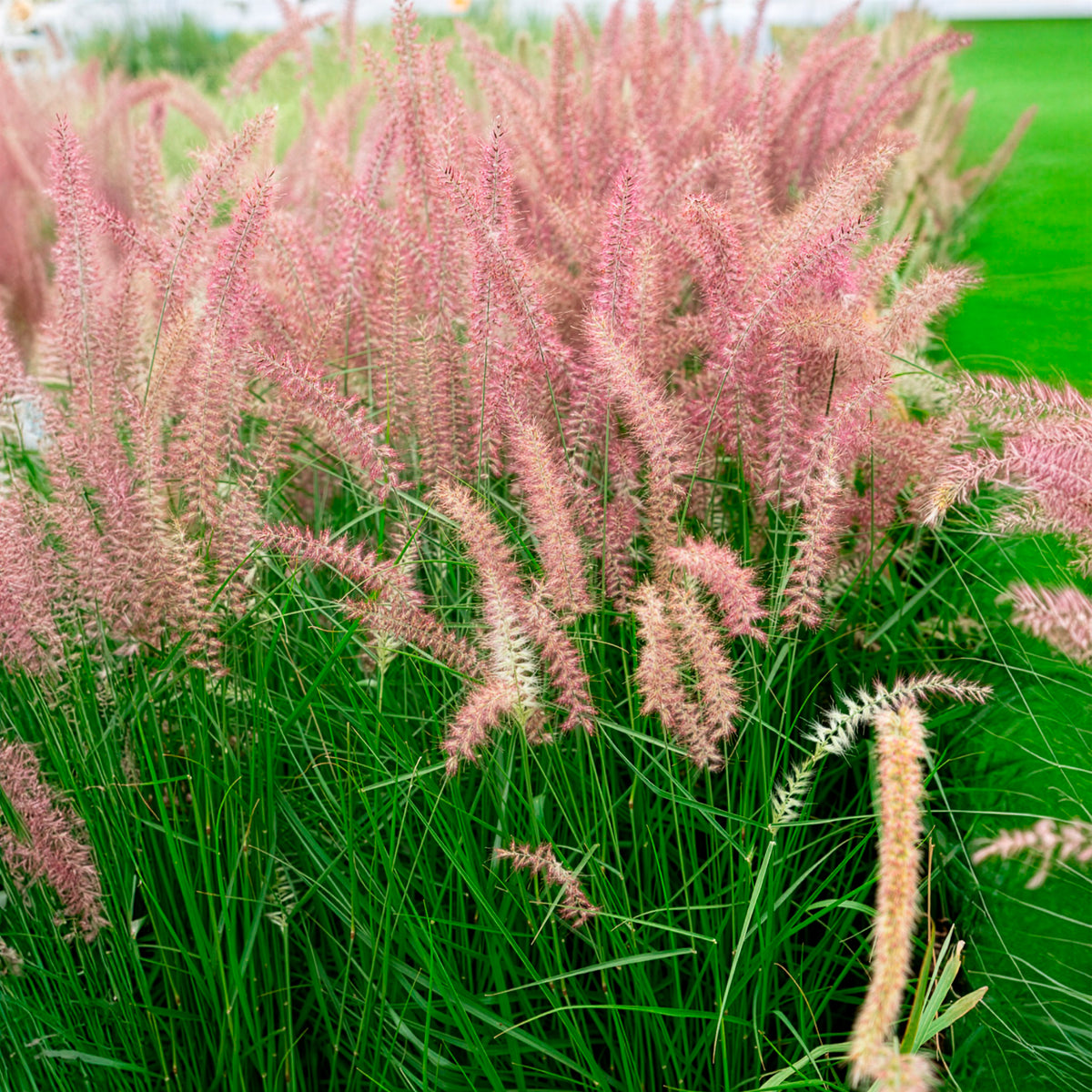 Pennisetum orientale Karley Rose ® - Lampenpoetsersgras 'Karley Rose'® - Pennisetum