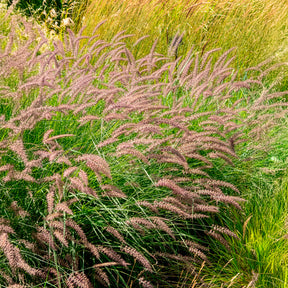 Verkoop Lampenpoetsersgras 'Karley Rose'® - Pennisetum orientale Karley Rose ®