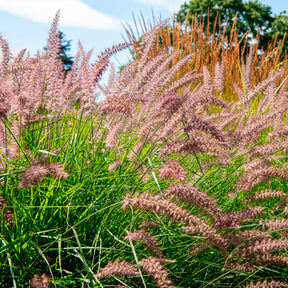 Pennisetum - Lampenpoetsersgras 'Karley Rose'® - Pennisetum orientale Karley Rose ®