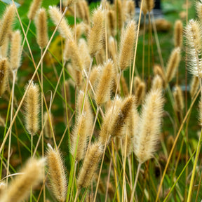 Lampenpoetsersgras Red Buttons - Pennisetum thunbergii Red Buttons - Willemse