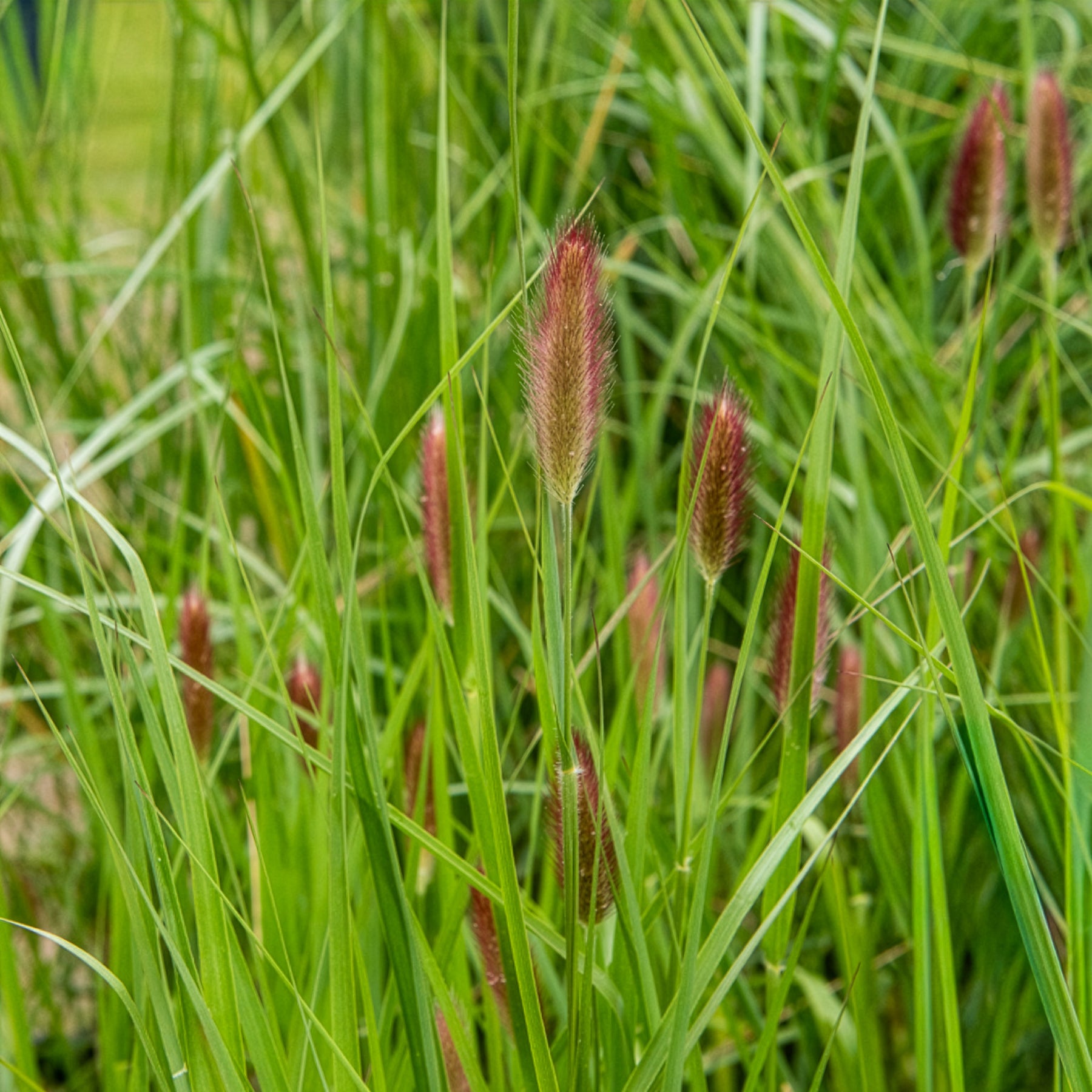 Pennisetum thunbergii Red Buttons - Lampenpoetsersgras Red Buttons - Pennisetum