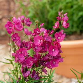 Griekse malva Brilliant - Willemse