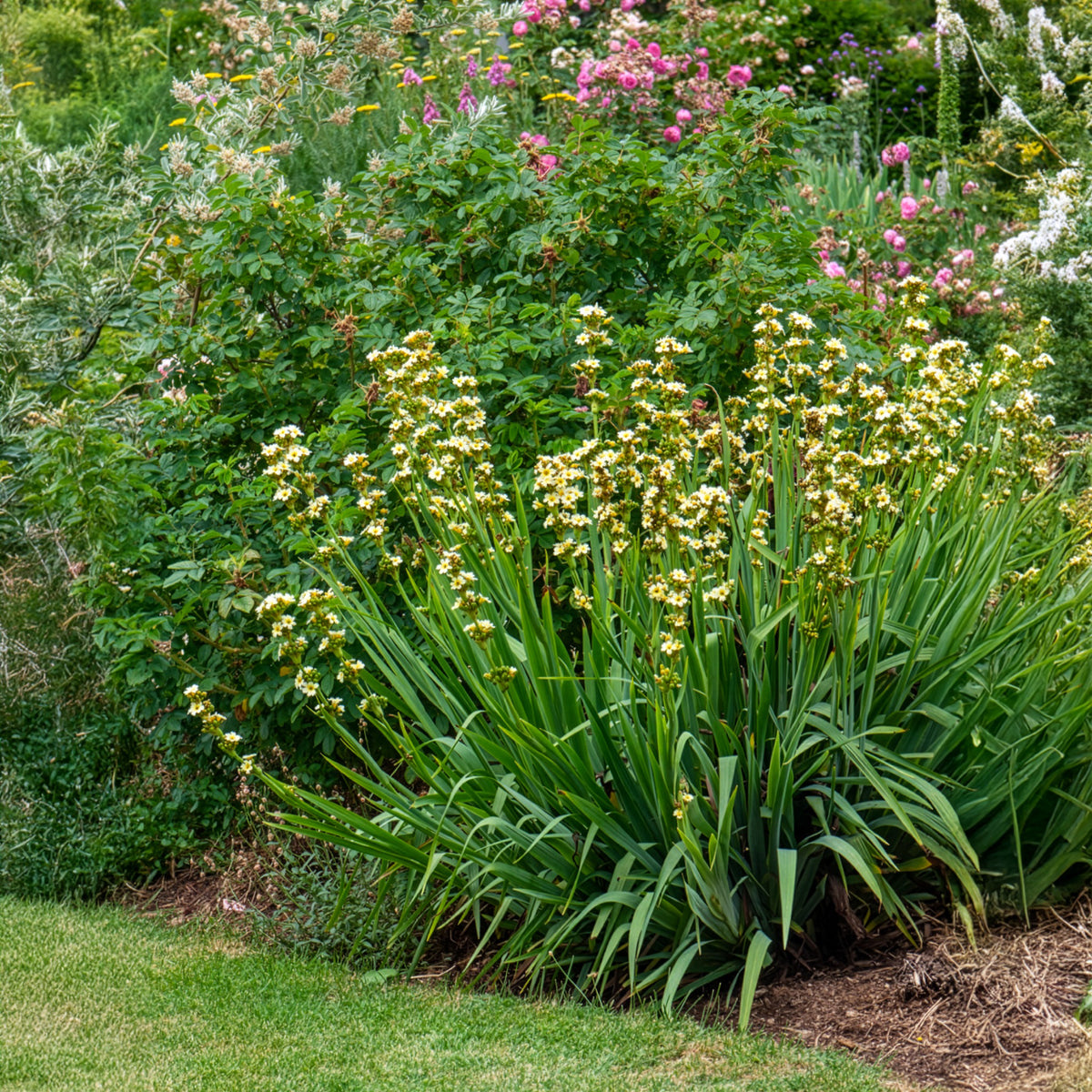 Bieslelie - Sisyrinchium striatum - Willemse