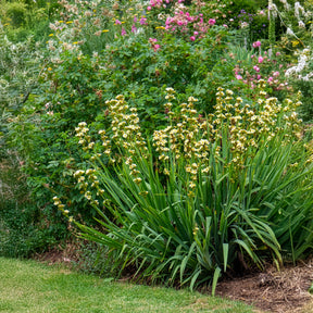 Bieslelie - Sisyrinchium striatum - Willemse