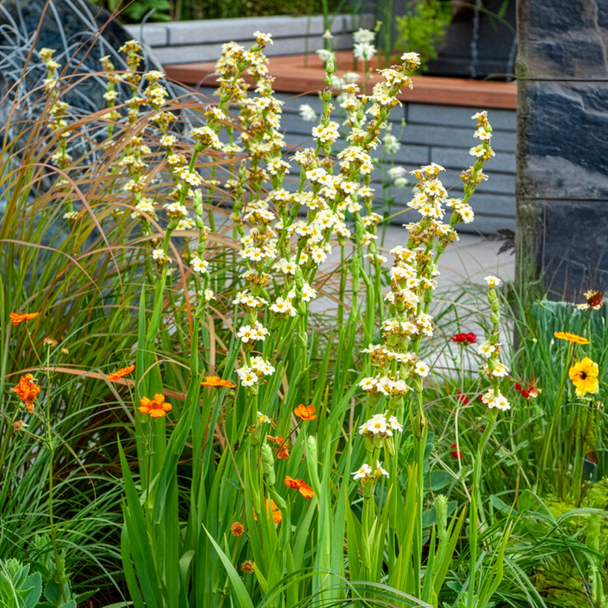 Bieslelie - Willemse