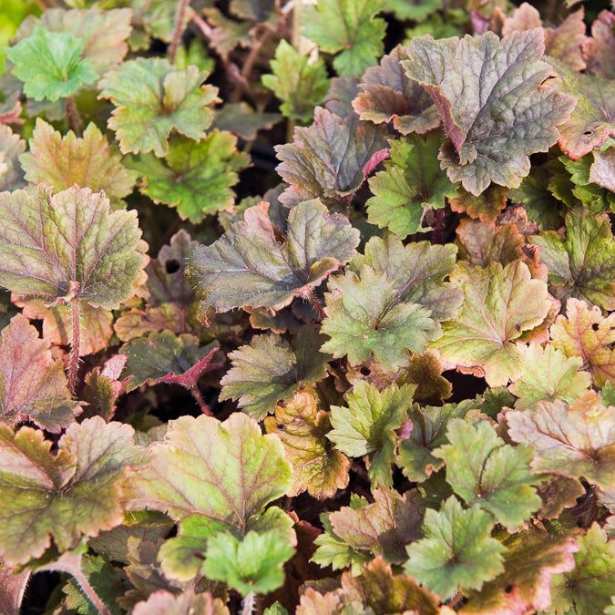 Mijterloof Rubra - Tellima grandiflora Rubra - Willemse