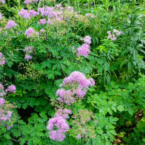 Thalictrum black stockings - Ruit Black Stockings - Ruit