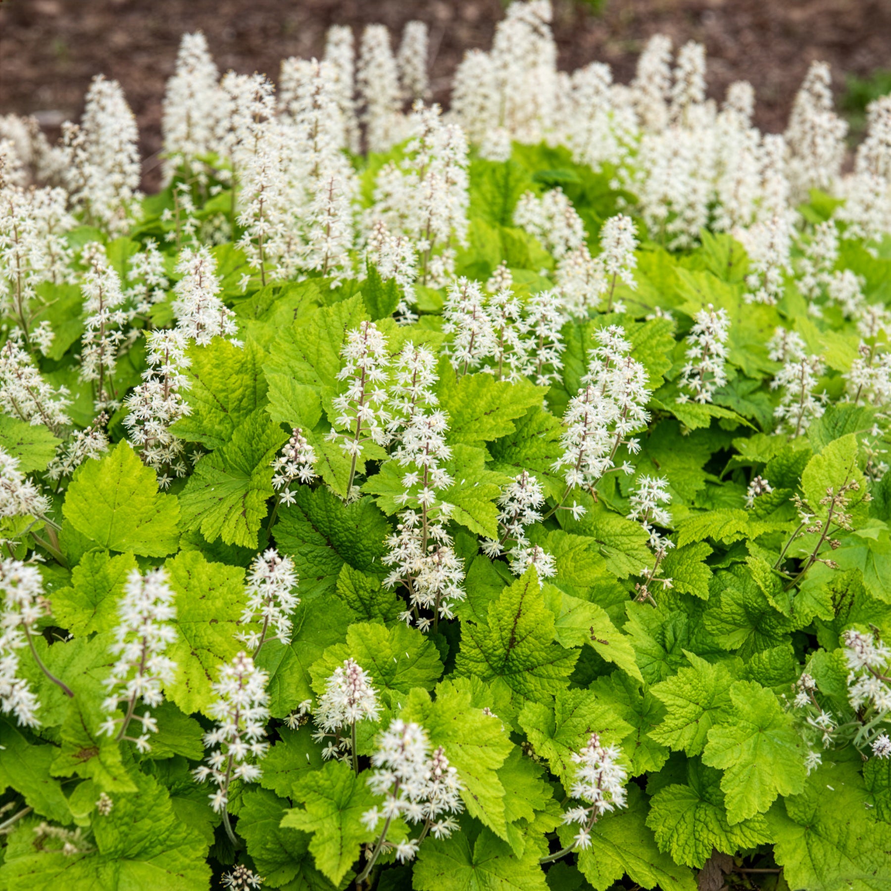 Schuimbloem / Perzische muts - Tiarella cordifolia - Willemse