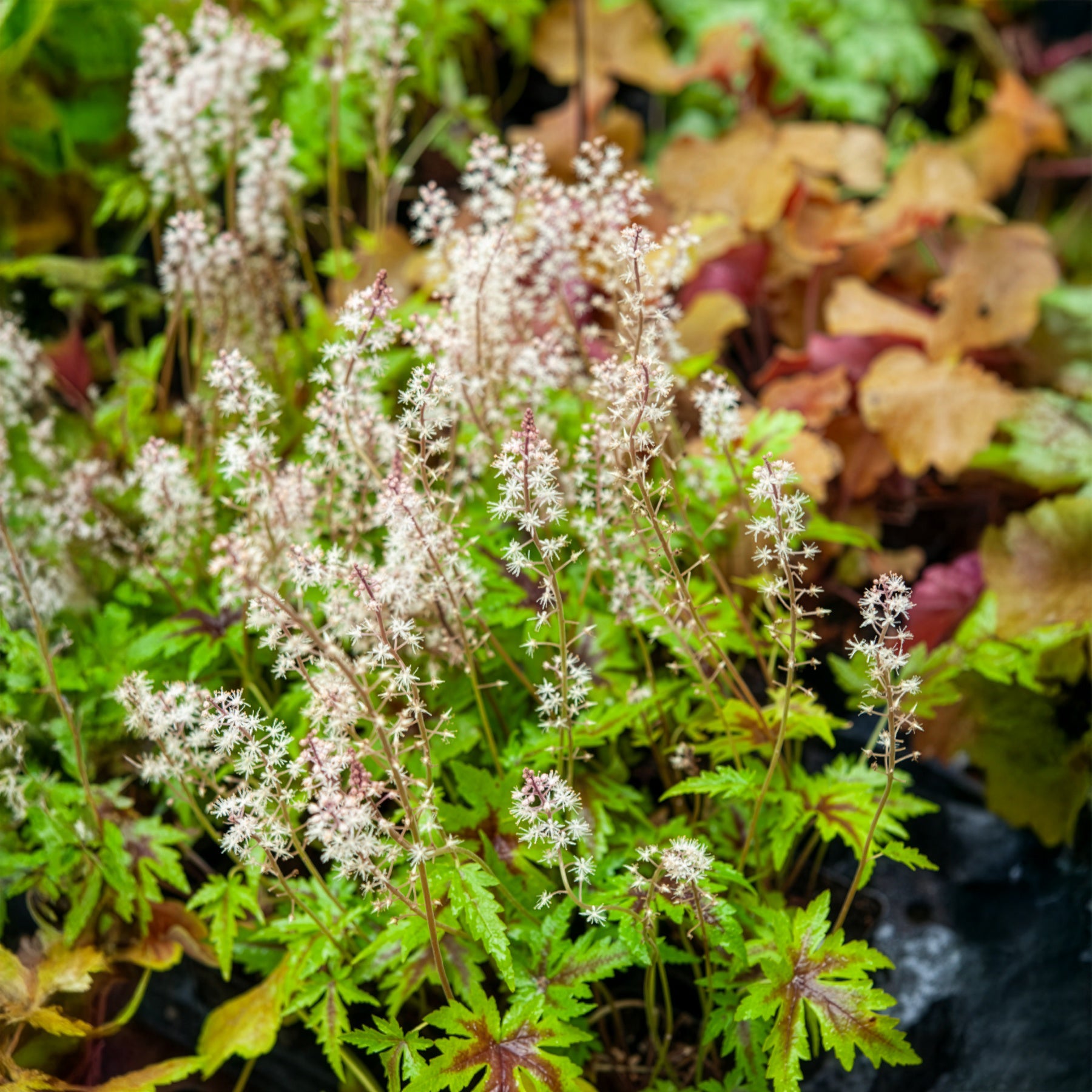 Perzische muts Sugar and Spice - Tiarella Sugar and Spice - Willemse