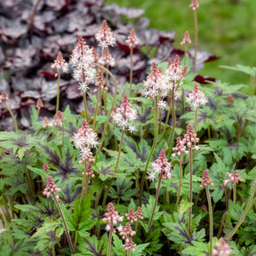 Tiarella - Schuimbloem - Perzische muts Sugar and Spice - Tiarella Sugar and Spice