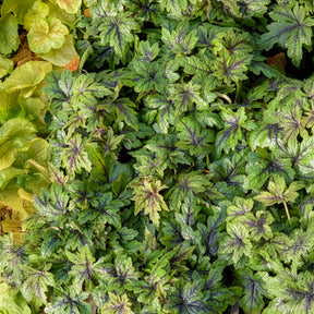 Tiarella Sugar and Spice - Perzische muts Sugar and Spice - Tiarella - Schuimbloem