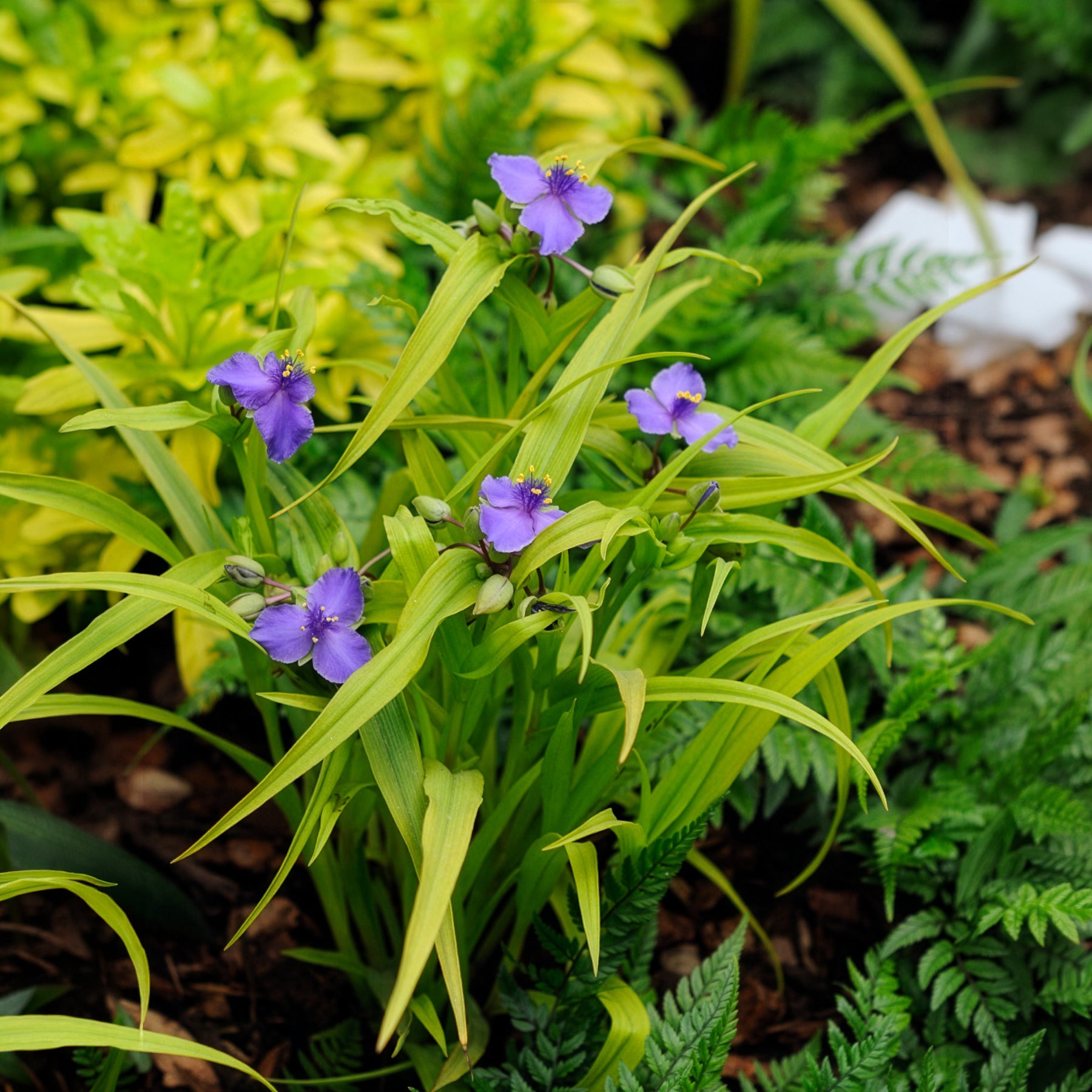 Vaderplant 'Sweet Kate' - Tradescantia ( andersoniana group ) sweet kate - Willemse