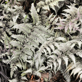 Wijfjesvaren Burgundy Lace - Athyrium niponicum burgundy lace - Willemse
