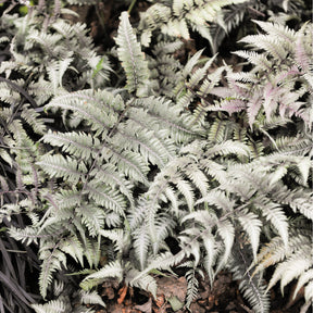 Wijfjesvaren Burgundy Lace - Athyrium niponicum burgundy lace - Willemse