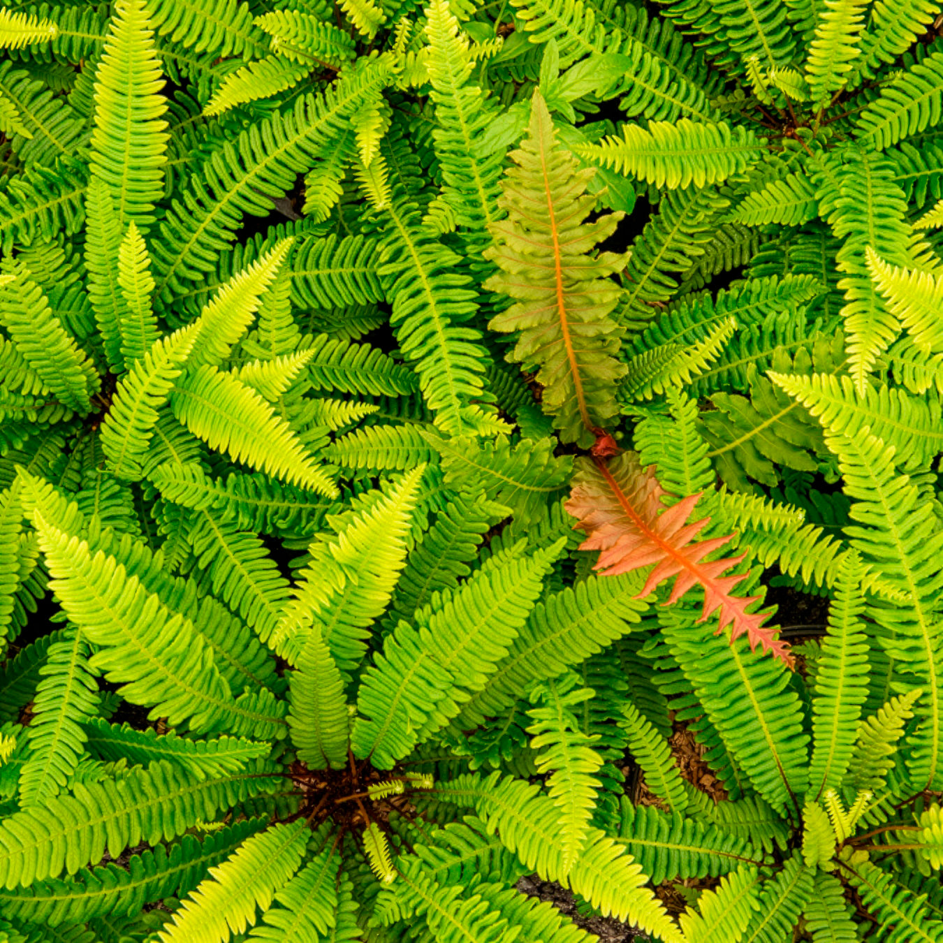 Blechnum spicant - Dubbelloofvaren - Vaste planten