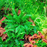 Dubbelloofvaren - Blechnum spicant - Willemse