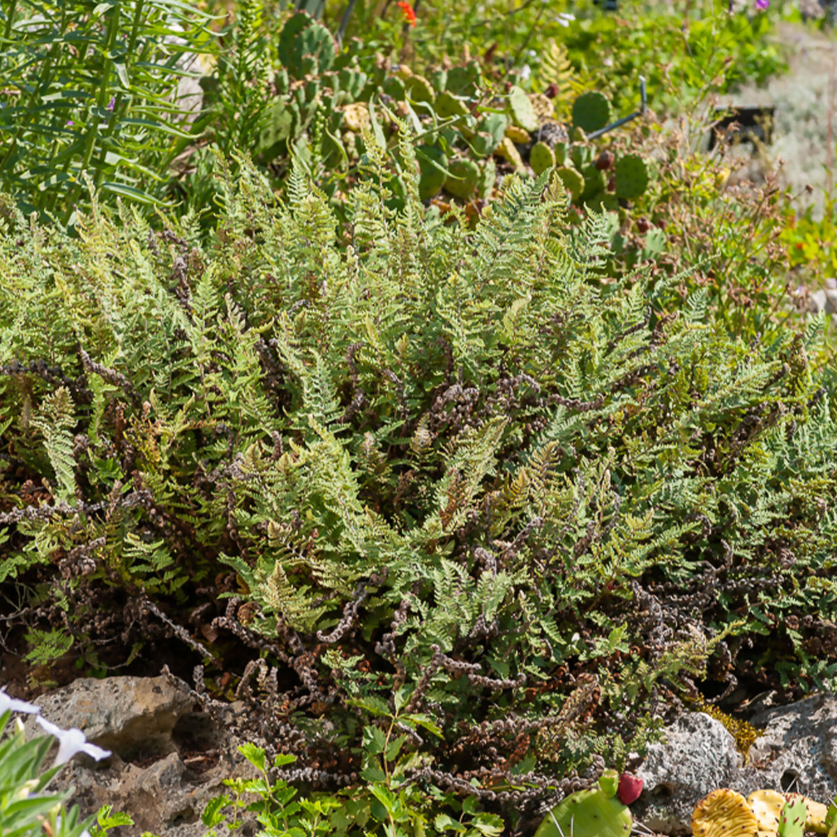 Harige lipvaren - Cheilanthes lanosa - Willemse