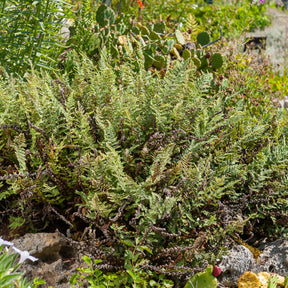 Harige lipvaren - Cheilanthes lanosa - Willemse