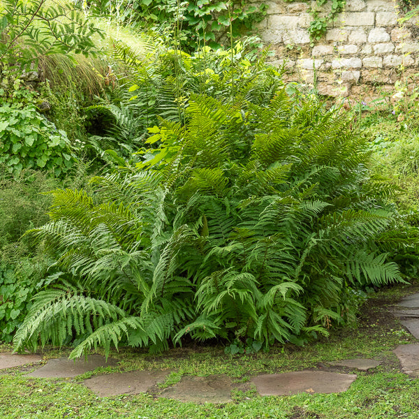 Dryopteris filix-mas - Mannetjesvaren - Vaste planten