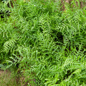 Niervaren Linearis Polydactyla - Willemse