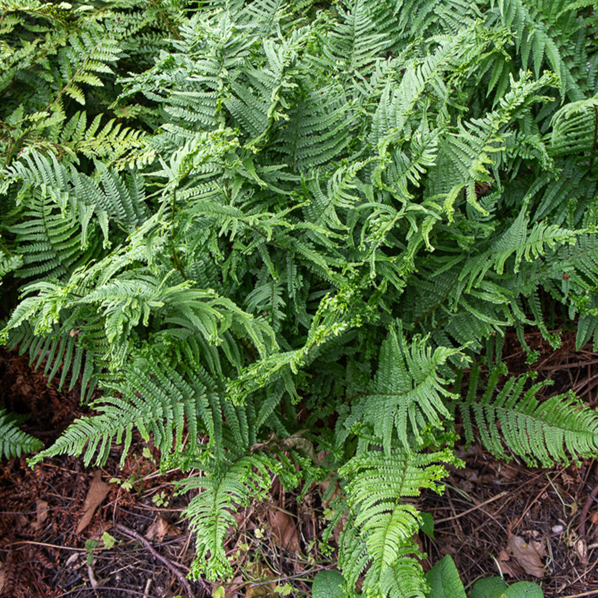 Mannetjesvaren 'Cristata' - Willemse